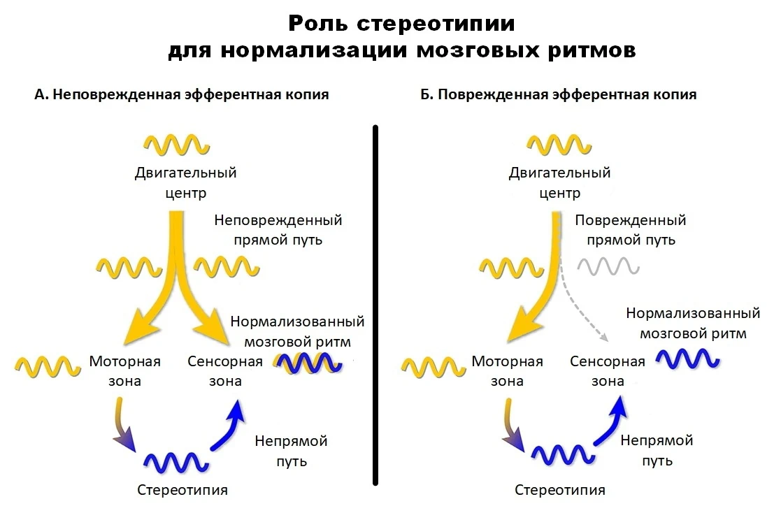 Роль стереотипии для нормализации мозговых ритмов